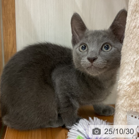 ロシアンブルーの写真