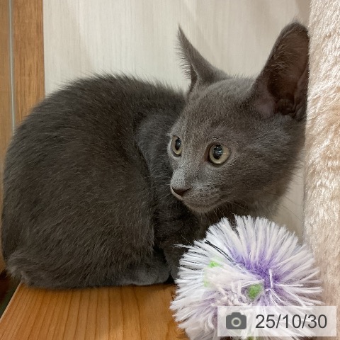 ロシアンブルーの写真