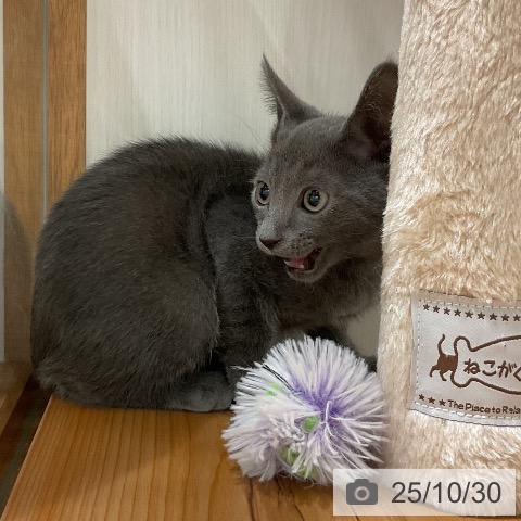 ロシアンブルーの写真