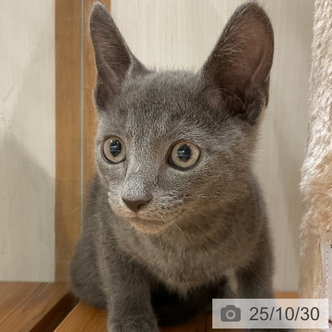 ロシアンブルーの写真