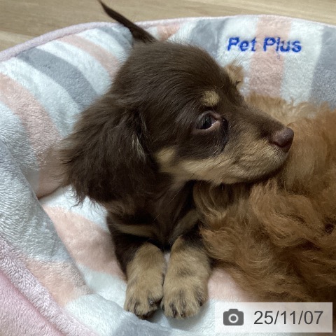 宮城県のミニチュアダックスフンド(ロング) (ペットプラス 仙台泉大沢店/2025年8月29日生まれ/男の子/チョコレートタン)の子犬の4枚目の画像