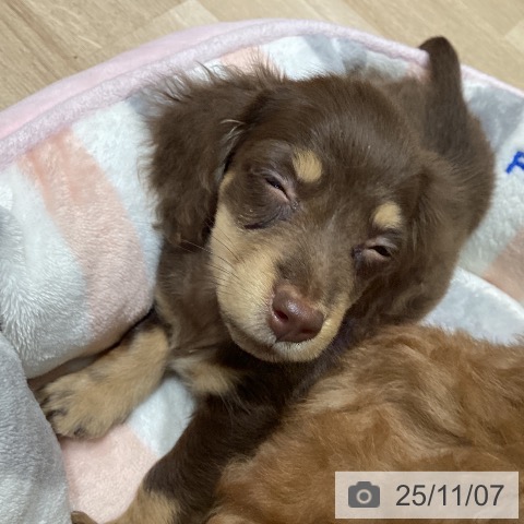 宮城県のミニチュアダックスフンド(ロング) (ペットプラス 仙台泉大沢店/2025年8月29日生まれ/男の子/チョコレートタン)の子犬の3枚目の画像