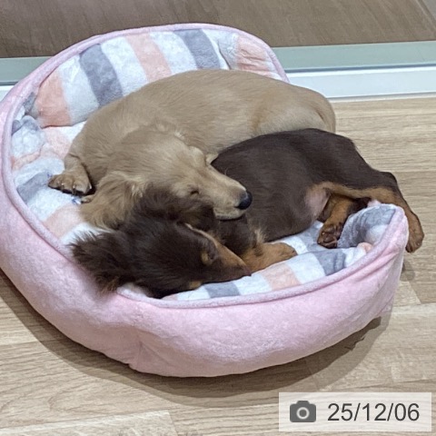 宮城県のミニチュアダックスフンド(ロング) (ペットプラス 仙台上杉店/2025年8月29日生まれ/女の子/チョコレートタン)の子犬の4枚目の画像