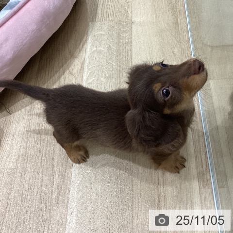 宮城県のミニチュアダックスフンド(ロング) (ペットプラス 仙台上杉店/2025年8月29日生まれ/女の子/チョコレートタン)の子犬の3枚目の画像