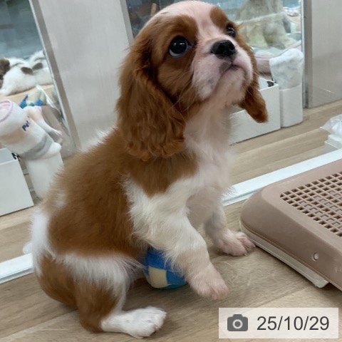 キャバリア・キングチャールズ・スパニエルの写真