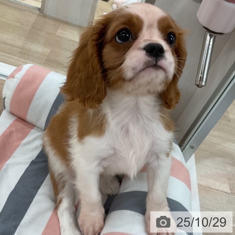 キャバリア・キングチャールズ・スパニエルの写真