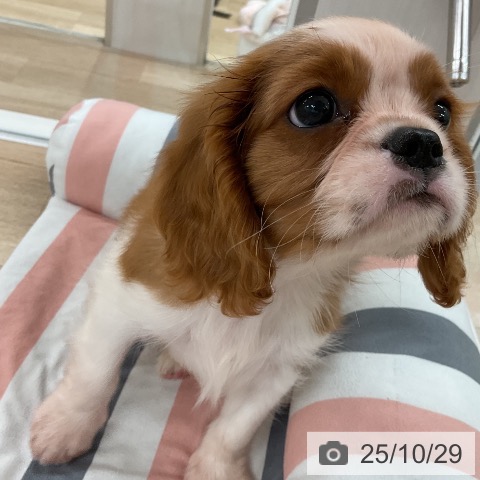 キャバリア・キングチャールズ・スパニエルの写真