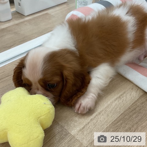 キャバリア・キングチャールズ・スパニエルの写真