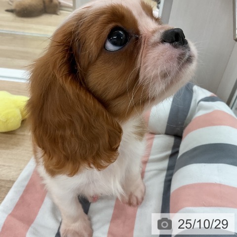 キャバリア・キングチャールズ・スパニエルの写真