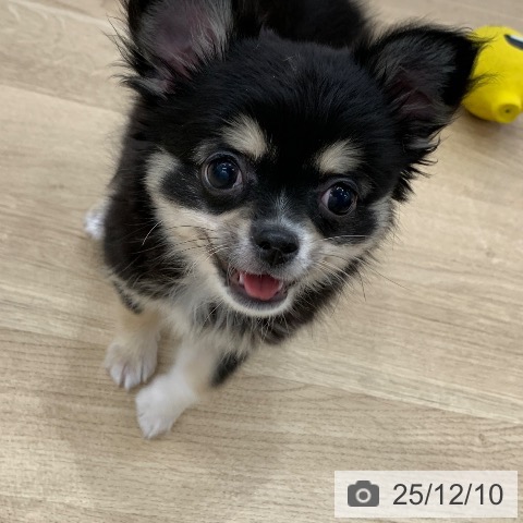 岐阜県のチワワ(ロング) (ペットプラス 光ケ丘店/2025年8月29日生まれ/男の子/ブラックタンホワイト)の子犬の3枚目の画像