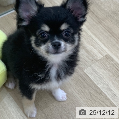 岐阜県のチワワ(ロング) (ペットプラス 光ケ丘店/2025年8月29日生まれ/男の子/ブラックタンホワイト)の子犬の3枚目の画像