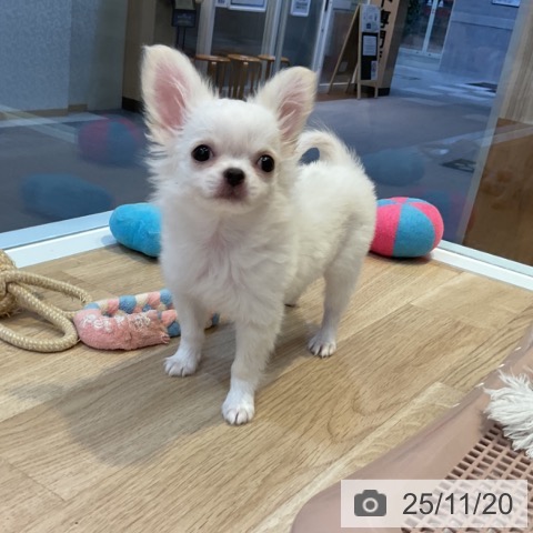 愛知県のチワワ(ロング) (ペットプラス イオンモール豊川店/2025年8月29日生まれ/女の子/ホワイトクリーム)の子犬の4枚目の画像