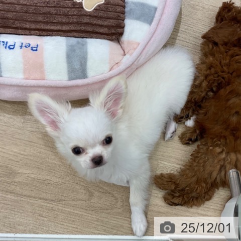 愛知県のチワワ(ロング) (ペットプラス イオンモール豊川店/2025年8月29日生まれ/女の子/ホワイトクリーム)の子犬の3枚目の画像