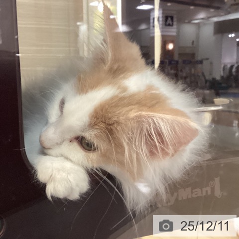 福岡県のメインクーン (ペットプラス 福岡伊都店/2025年8月28日生まれ/男の子/クリームホワイトバン)の子猫の3枚目の画像