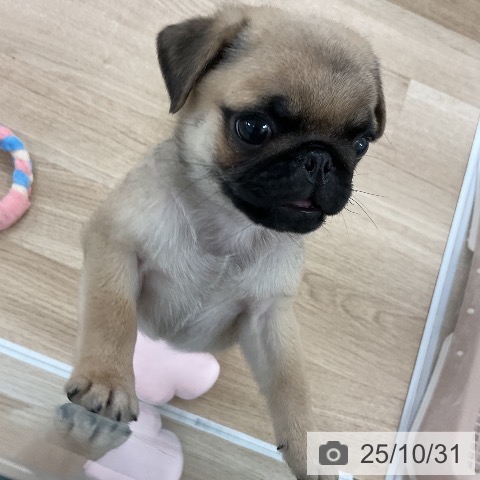 パグの写真