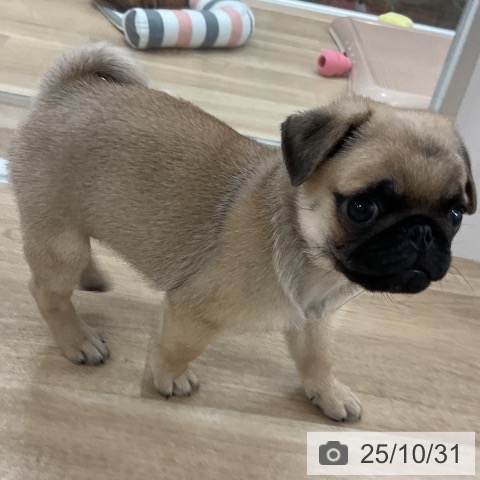 パグの写真