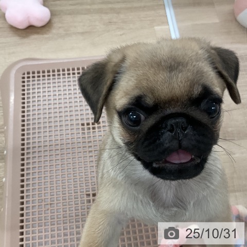 パグの写真