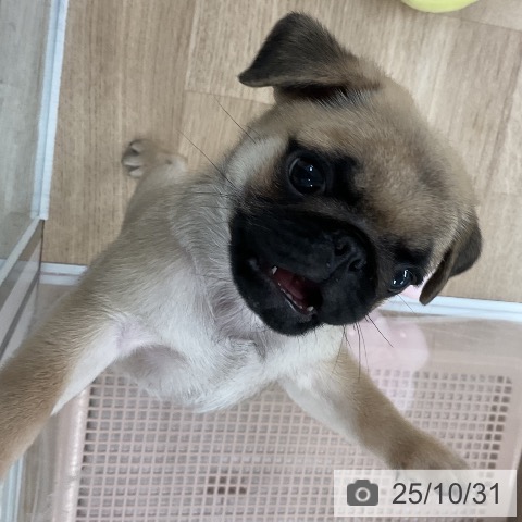 パグの写真