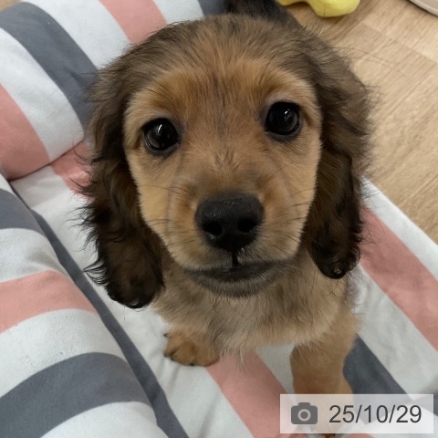 ミニチュア・ダックスフンドの写真