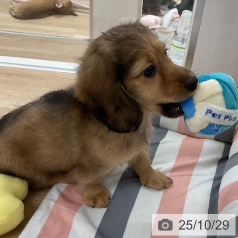 ミニチュア・ダックスフンドの写真