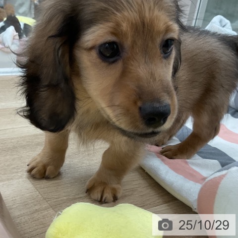 ミニチュア・ダックスフンドの写真