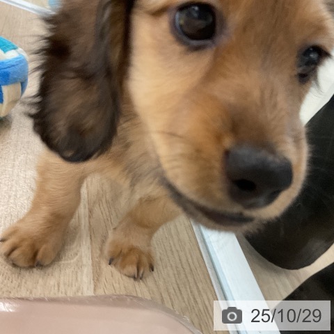 ミニチュア・ダックスフンドの写真