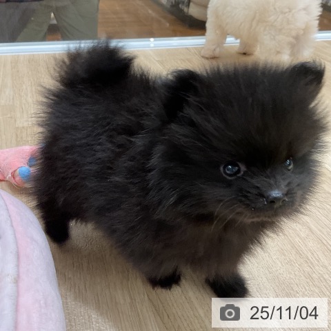 ポメラニアンの写真