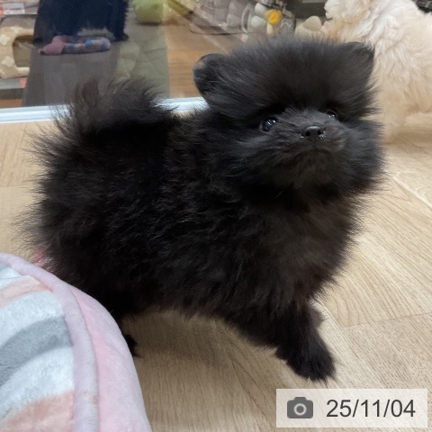 ポメラニアンの写真
