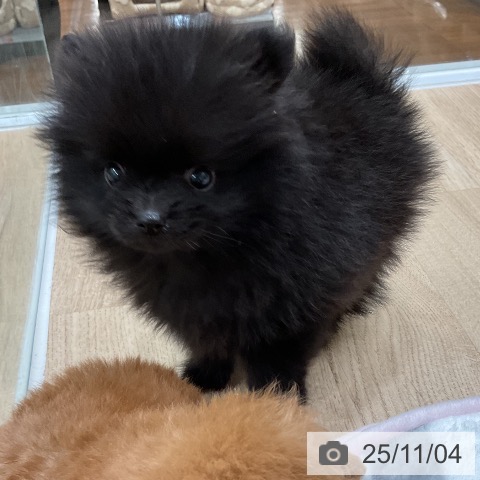 ポメラニアンの写真