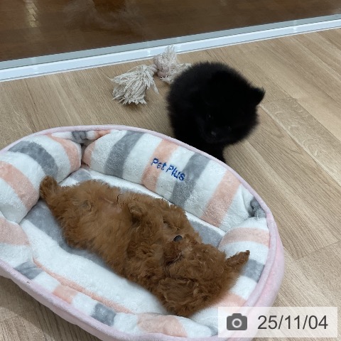 ポメラニアンの写真