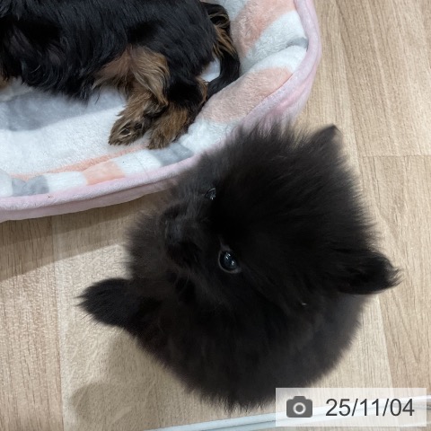 ポメラニアンの写真