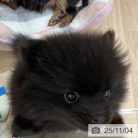 ポメラニアンの写真