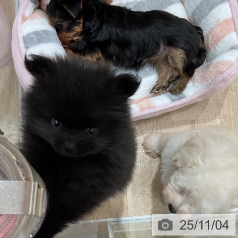 ポメラニアンの写真