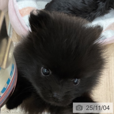 ポメラニアンの写真