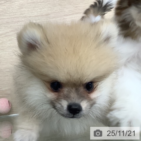 長崎県のポメラニアン (ペットプラス 長崎店/2025年9月3日生まれ/女の子/オレンジ)の子犬の4枚目の画像