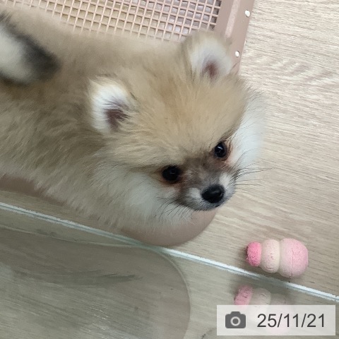 長崎県のポメラニアン (ペットプラス 長崎店/2025年9月3日生まれ/女の子/オレンジ)の子犬の3枚目の画像