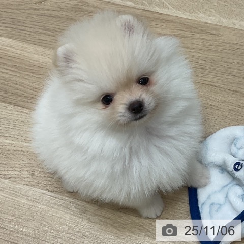 ポメラニアンの写真