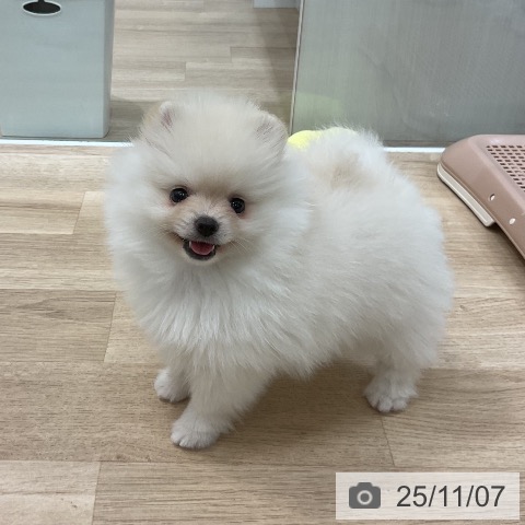 ポメラニアンの写真