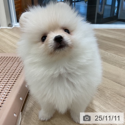 ポメラニアンの写真