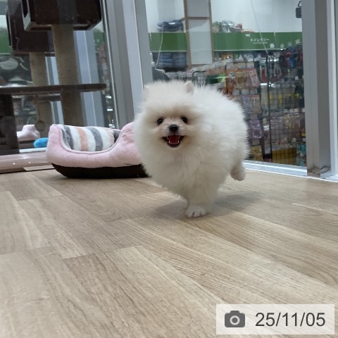 ポメラニアンの写真