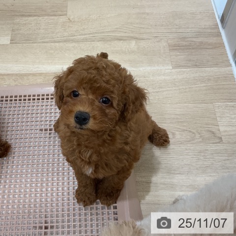 トイ・プードルの写真