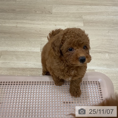 トイ・プードルの写真