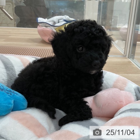 トイ・プードルの写真