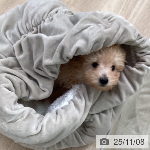 長崎県のトイプードル(トイ) (ペットプラス 長崎店/2025年9月3日生まれ/男の子/アプリコット)の子犬の4枚目の画像