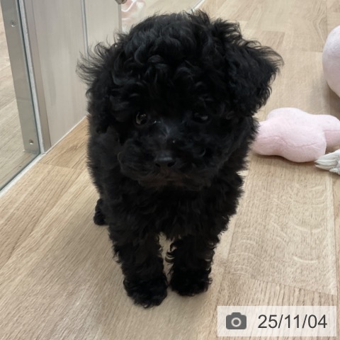 トイ・プードルの写真