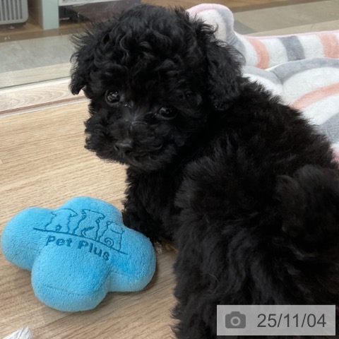 トイ・プードルの写真