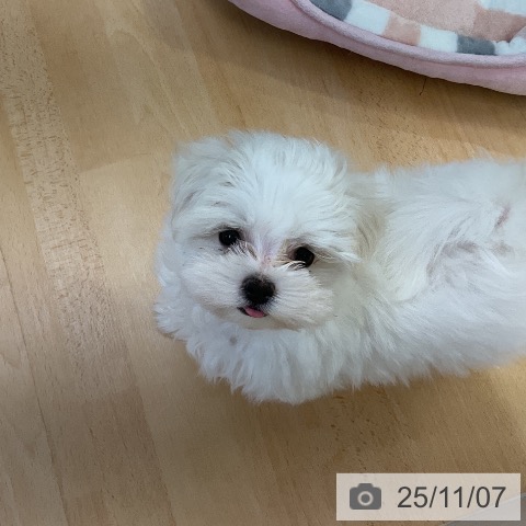 マルチーズの写真