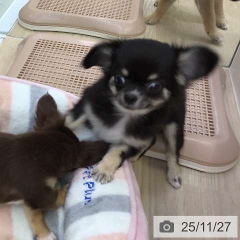 沖縄県のチワワ(ロング) (ペットプラス 沖縄ライカム店/2025年9月2日生まれ/女の子/ブラックタンホワイト)の子犬の3枚目の画像