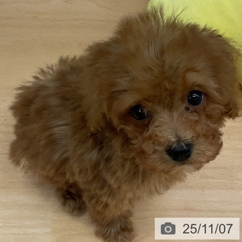 福岡県のトイプードル(トイ) (ペットプラス 八幡東店/2025年9月3日生まれ/男の子/レッド)の子犬の4枚目の画像