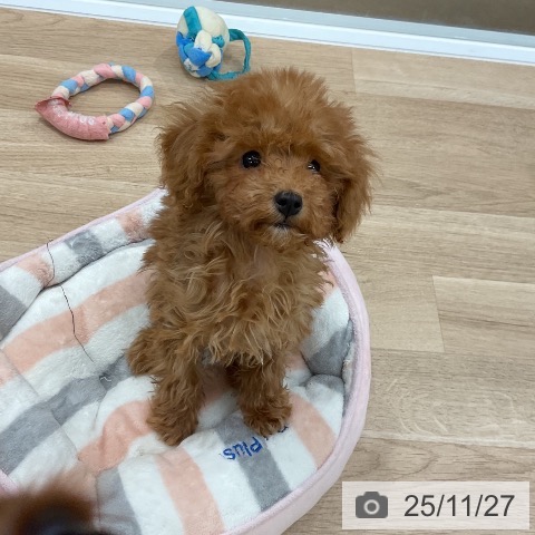 福岡県のトイプードル(トイ) (ペットプラス 八幡東店/2025年9月3日生まれ/男の子/レッド)の子犬の3枚目の画像